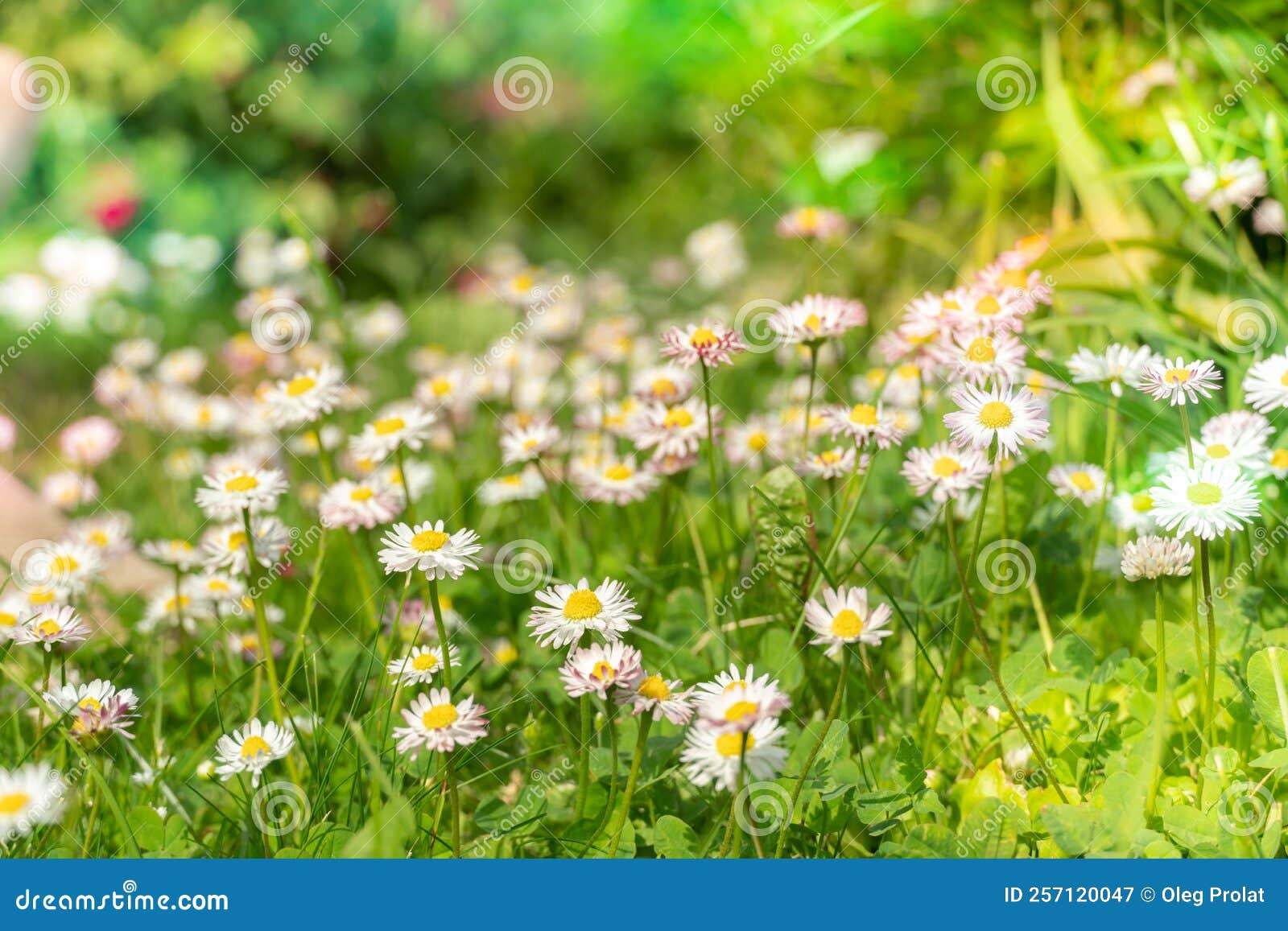 Beautiful White Flowers in the Grass with Sun Glare. Background of