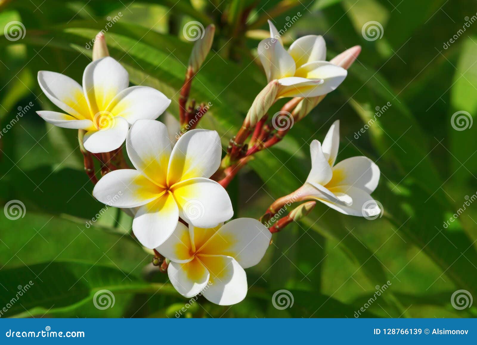 Beautiful, White Flowers of Plumeria Latin Name - Plumeria in ...