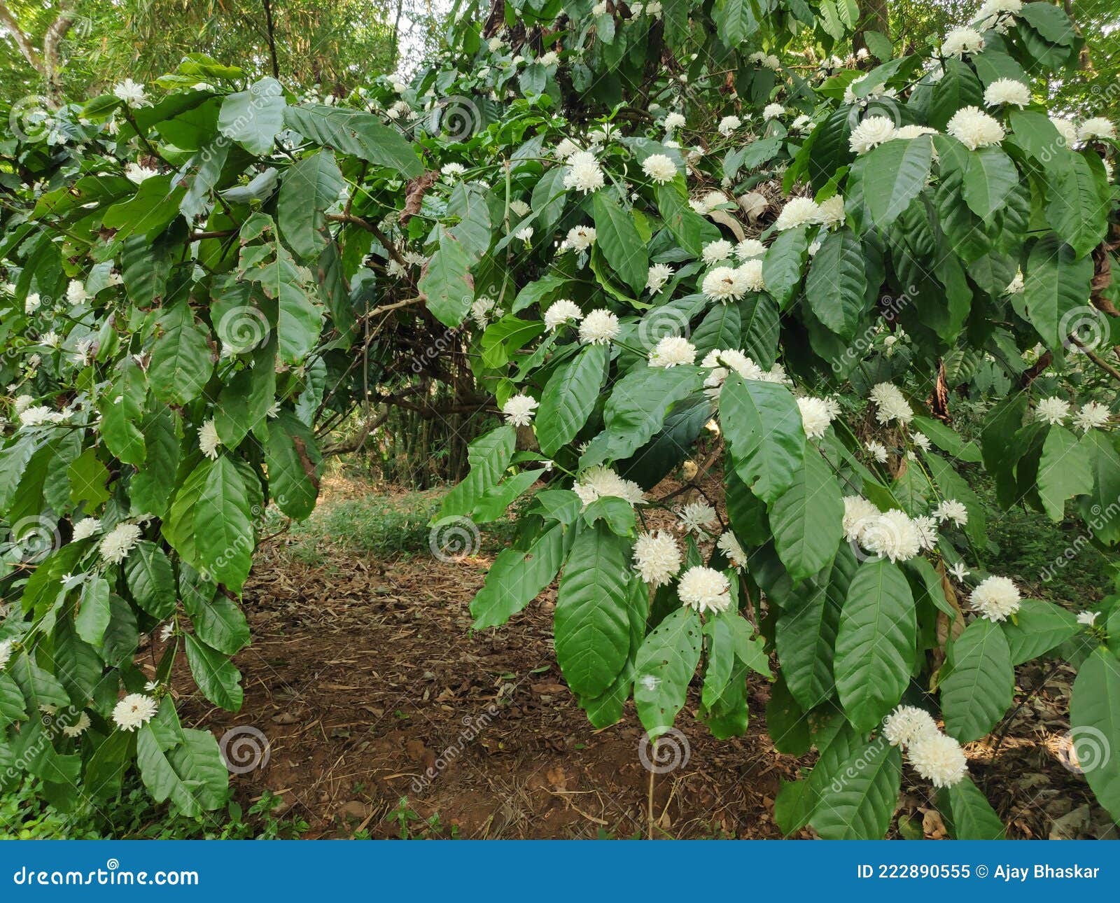 Beautiful White Flowers of a Robusta Coffee Plant in a Plantation Stock ...