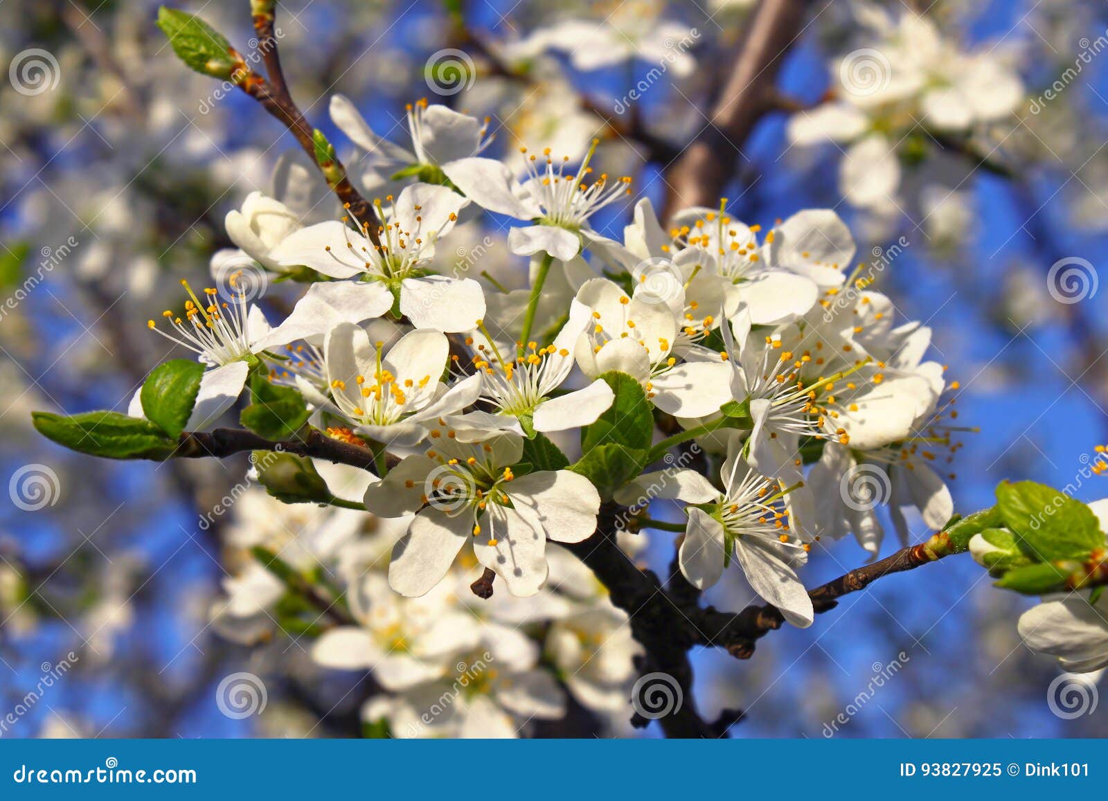 Beautiful White Flowers of Spring Tree Stock Image Image of leaf