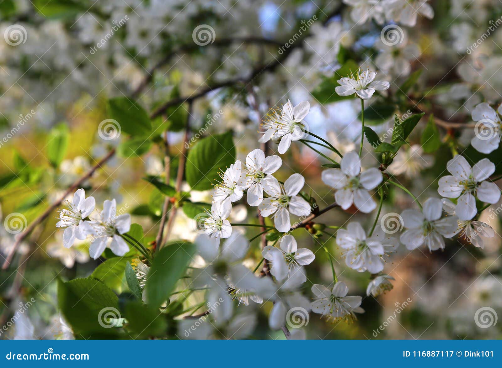 Beautiful White Flowers of Spring Tree Stock Image Image of