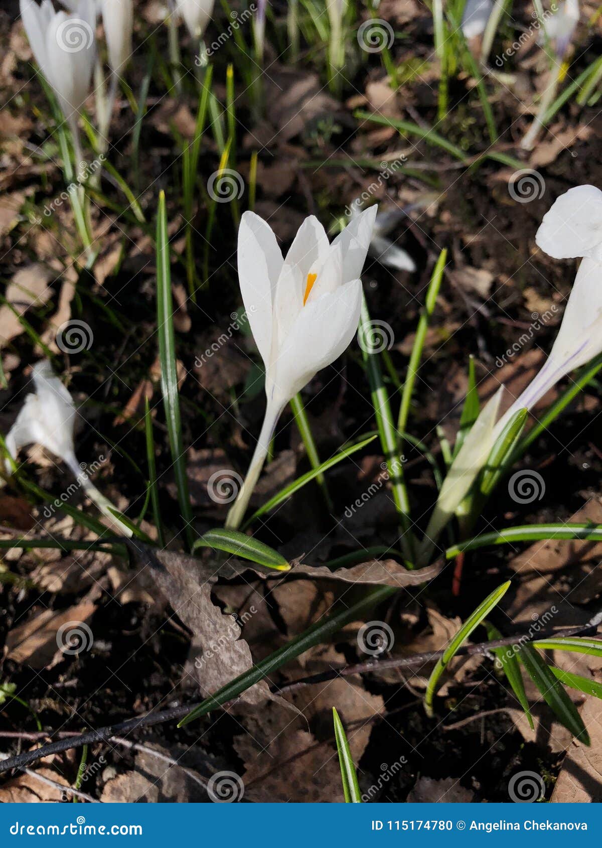 Beautiful White Flowers in the Summer Park Stock Photo Image of love