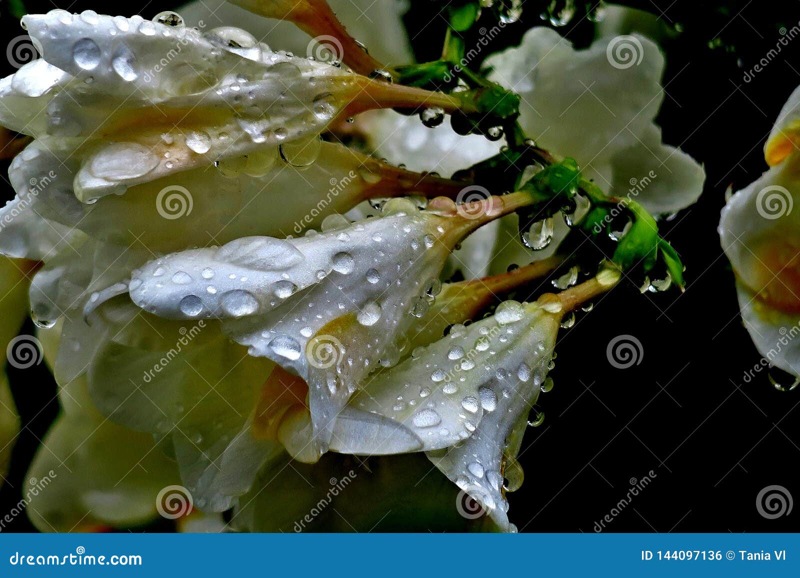 Beautiful White Flowers With Water Drops After The Rain Stock Photo Image Of Summer Garden Beautiful White Flowers With Water Drops After The Rain Stock Photo Image Of Summer Garden