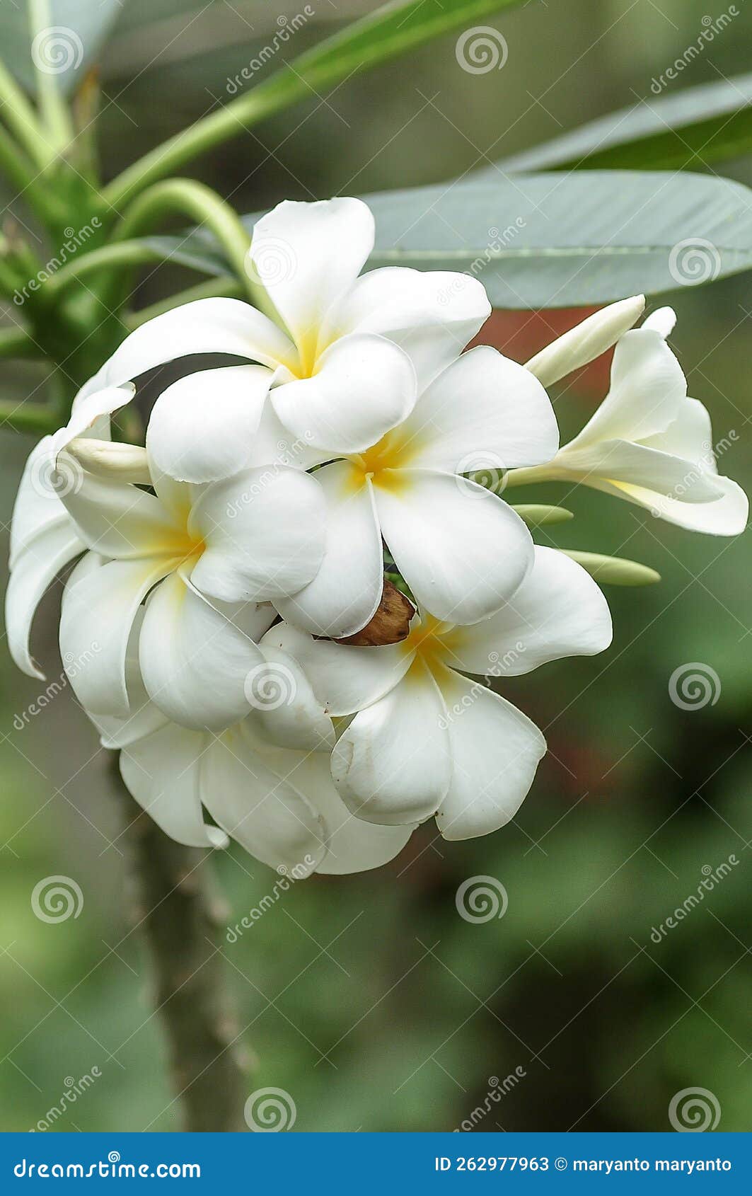 A Beautiful White Frangipani Flower Stock Image Image of petal
