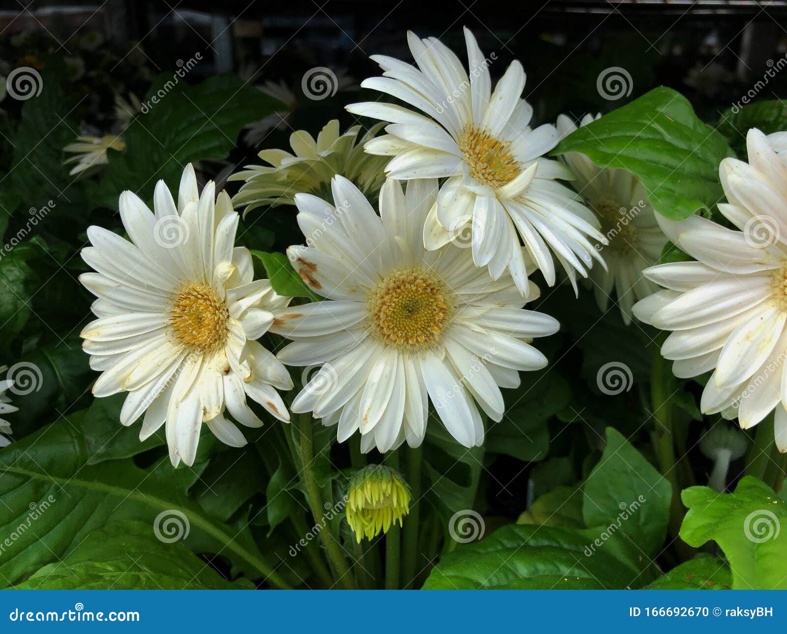 Beautiful White Gerbera Daisies in a Garden, Dark Background Stock