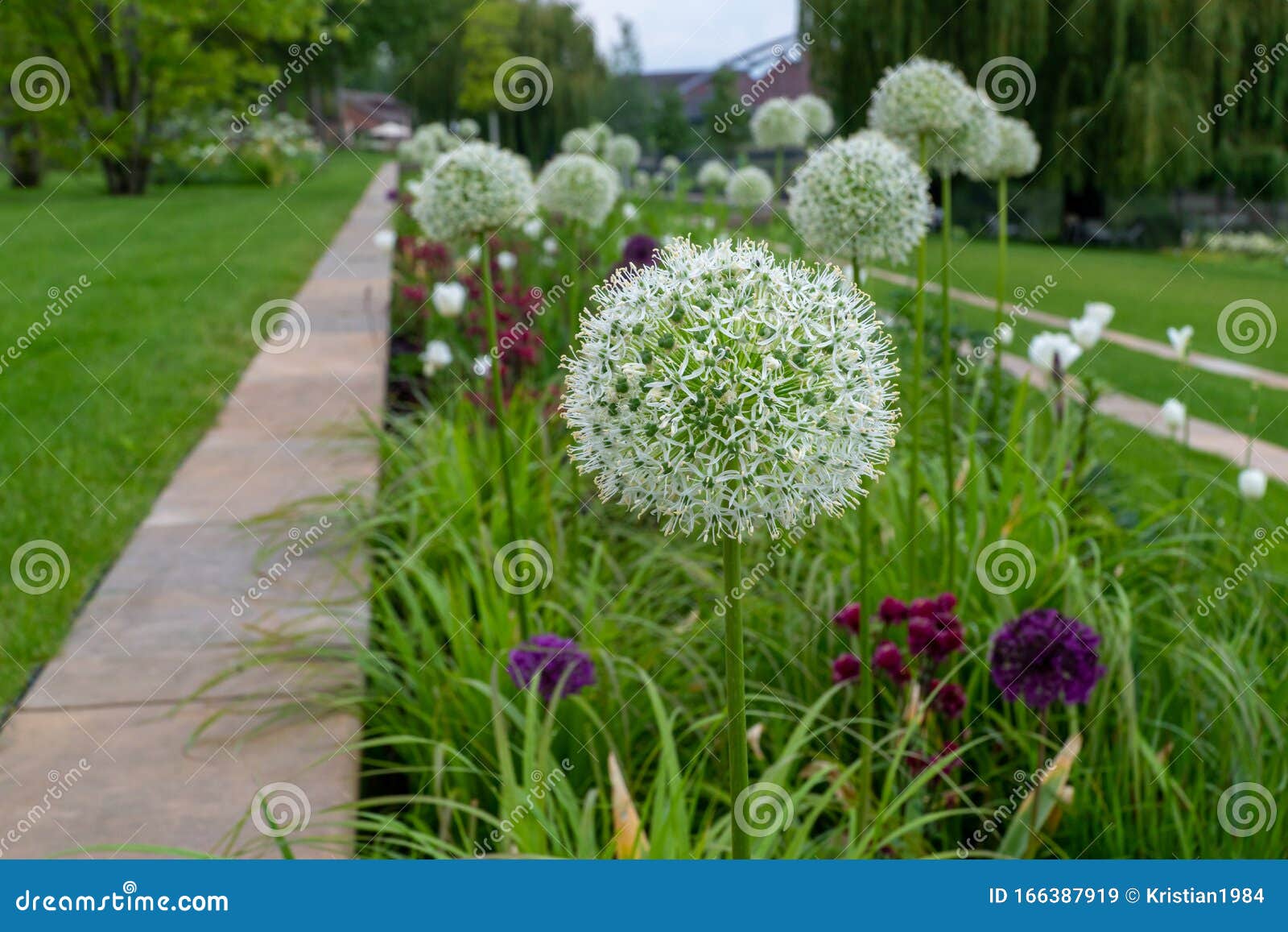 beautiful white giant onion, allium giganteum with a green background