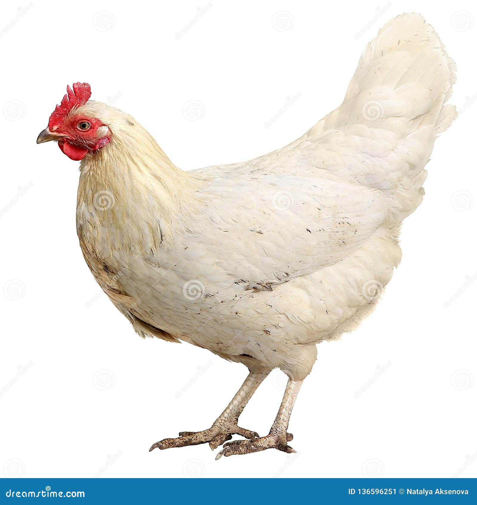 Beautiful White Hen Isolated on White Background. Stock Image - Image of alive, isolation: 136596251 Beautiful White Hen Isolated on White Background. Stock Image - Image of alive, isolation: 136596251