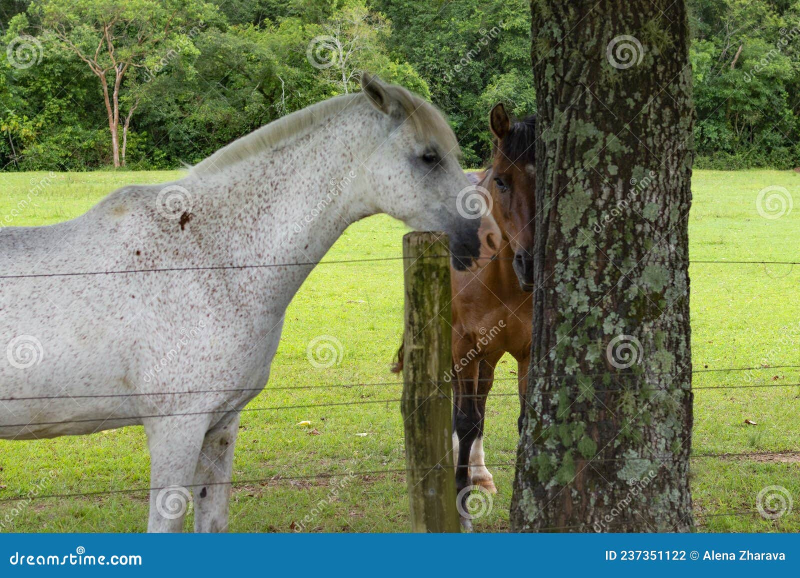 beautiful white horse on a brazilian farm, rio grnde do sul