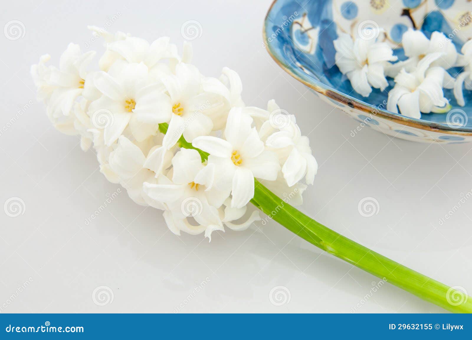 Beautiful white hyacinth stock image. Image of bloom 29632155