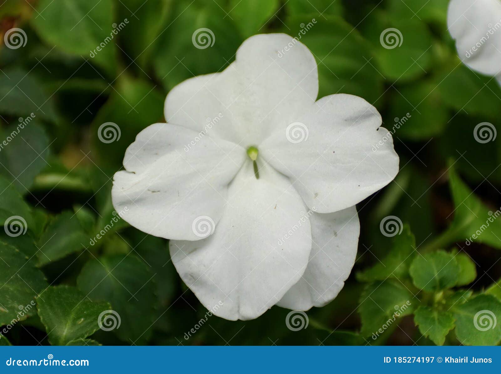 Beautiful White Impatiens Flower at Full Bloom Stock Image Image of