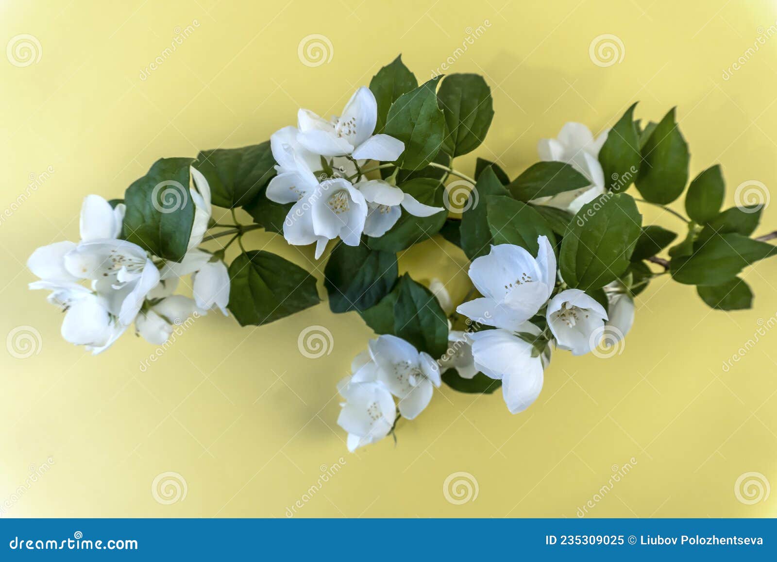 Beautiful White Jasmine Flowers, Blooming Jasmine Twig Stock Image