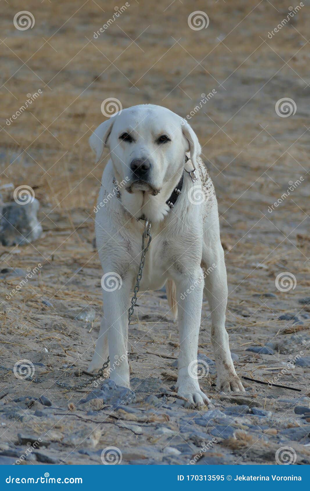 Beautiful White Labrador Called Marley Stock Image Image of animal