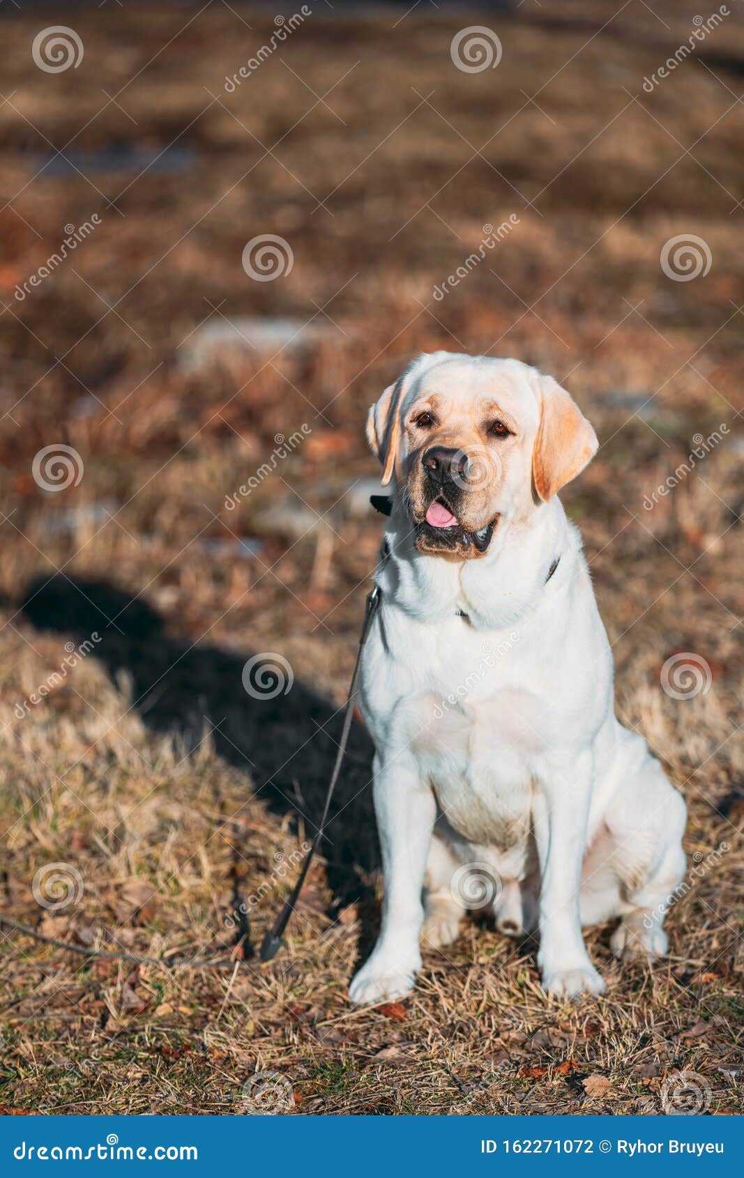Beautiful White Labrador Lab Dog Outdoor Portrait Stock Photo ...
