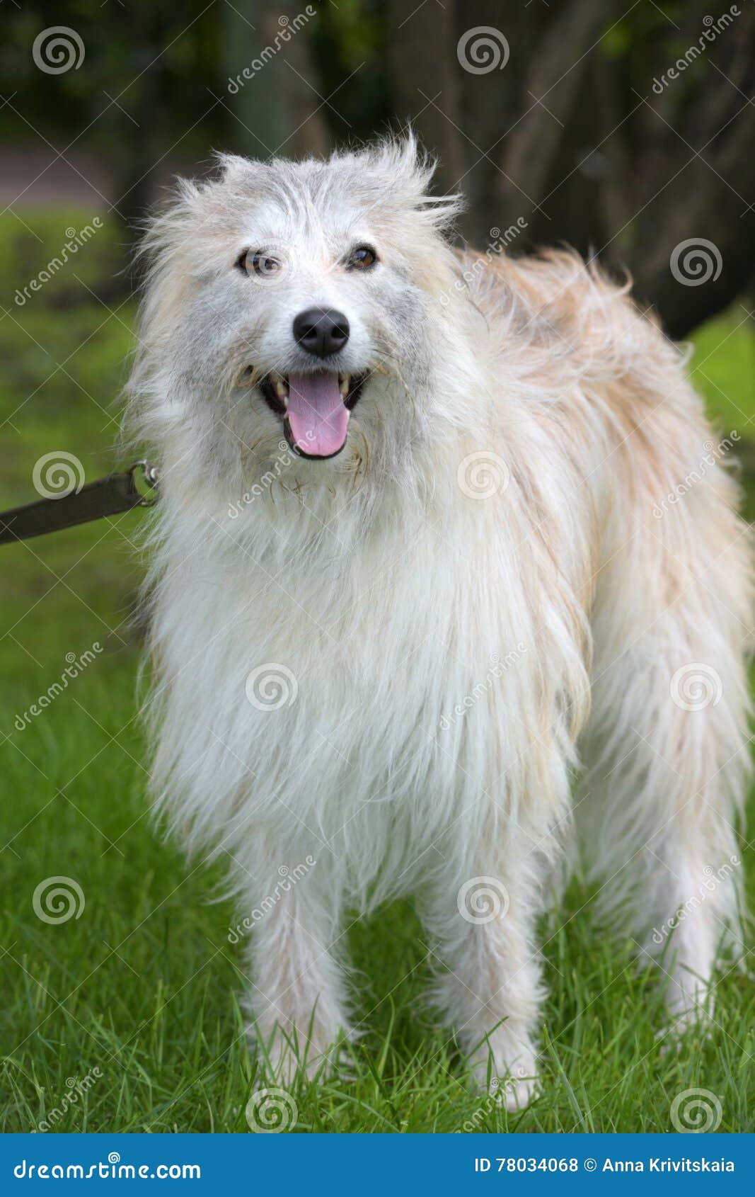 Beautiful White Long Haired Dog Mongrel Stock Photo Image Of
