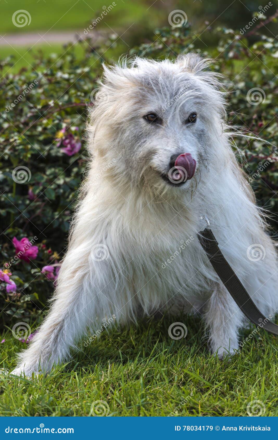 grey long haired dog