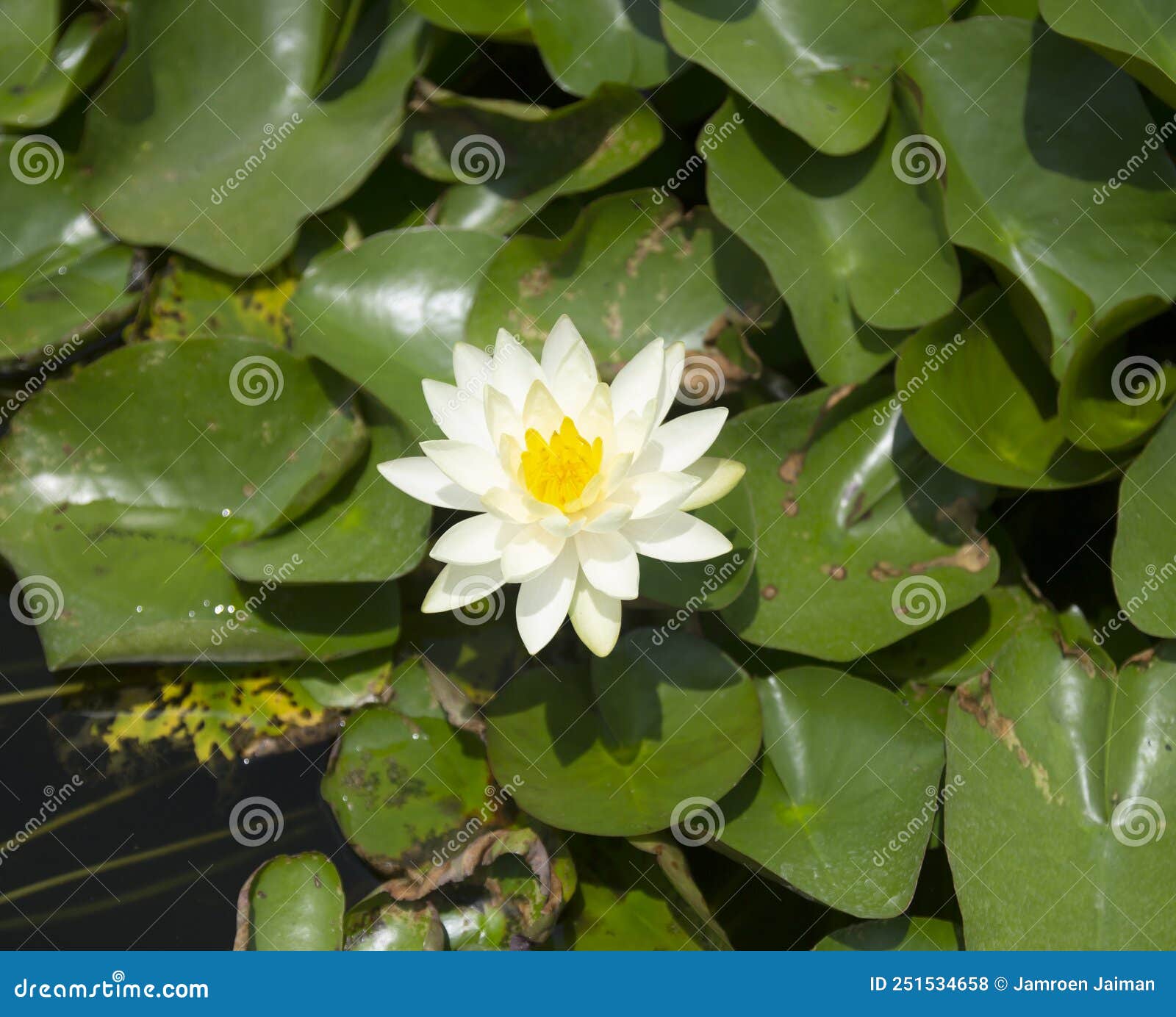Beautiful White Lotus Flowers in the Pond Stock Photo Image of beauty