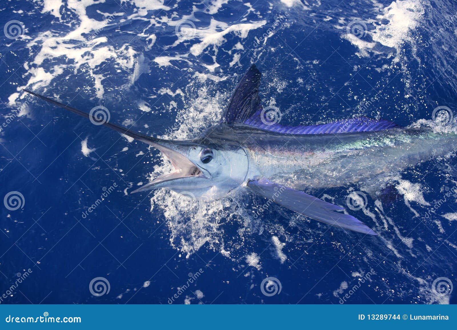 beautiful white marlin real billfish sport fishing