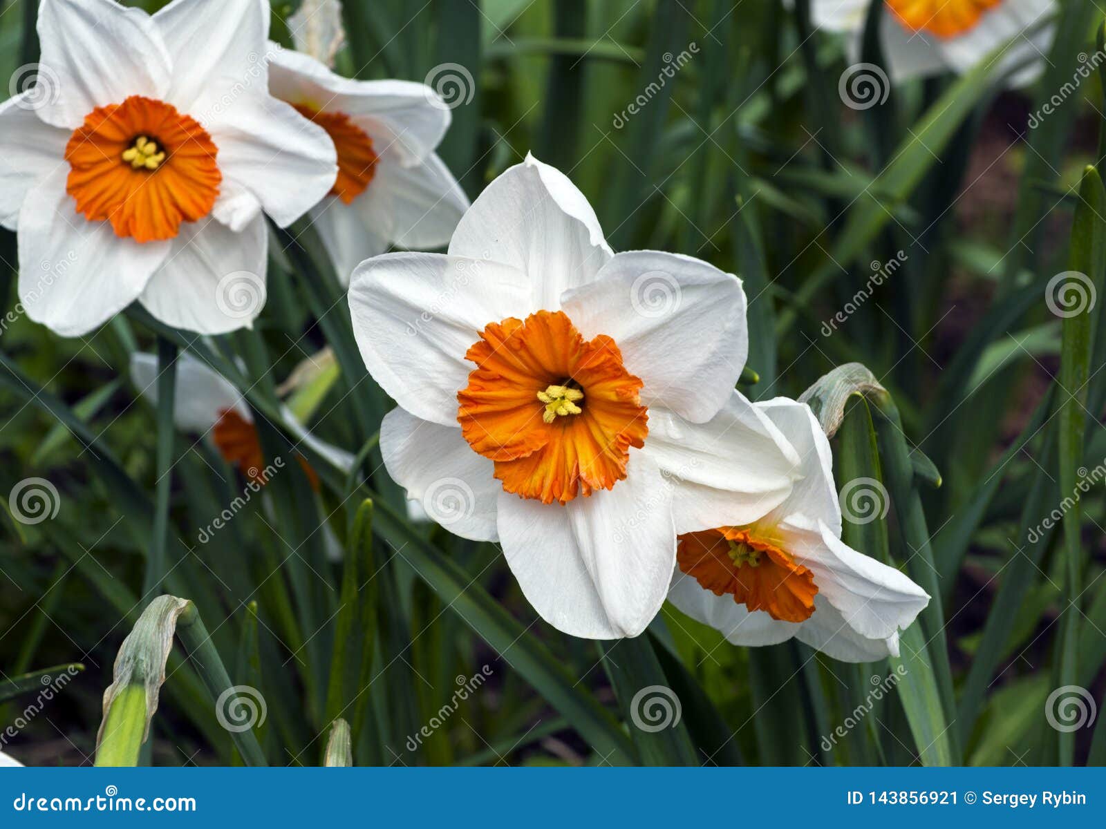 Beautiful White and Orange Daffodils Stock Image Image of bright