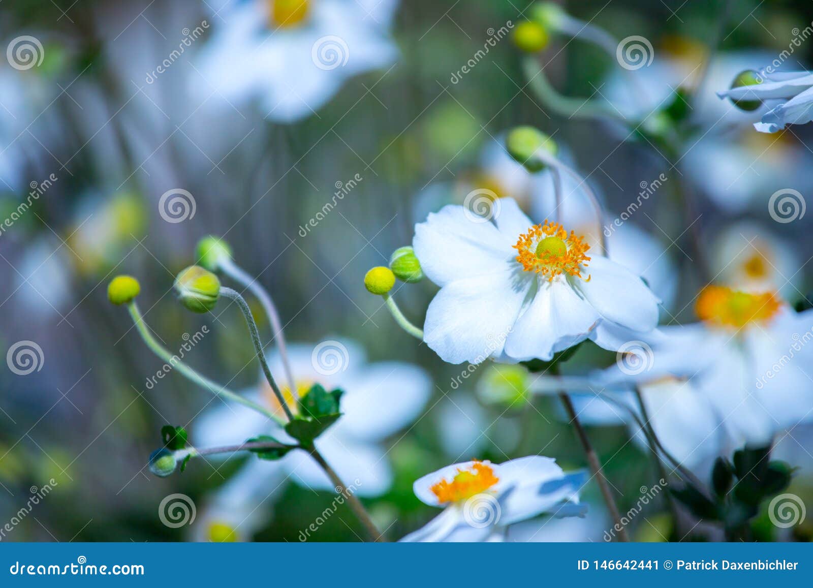 beautiful white orange flowers with blurry background in spring