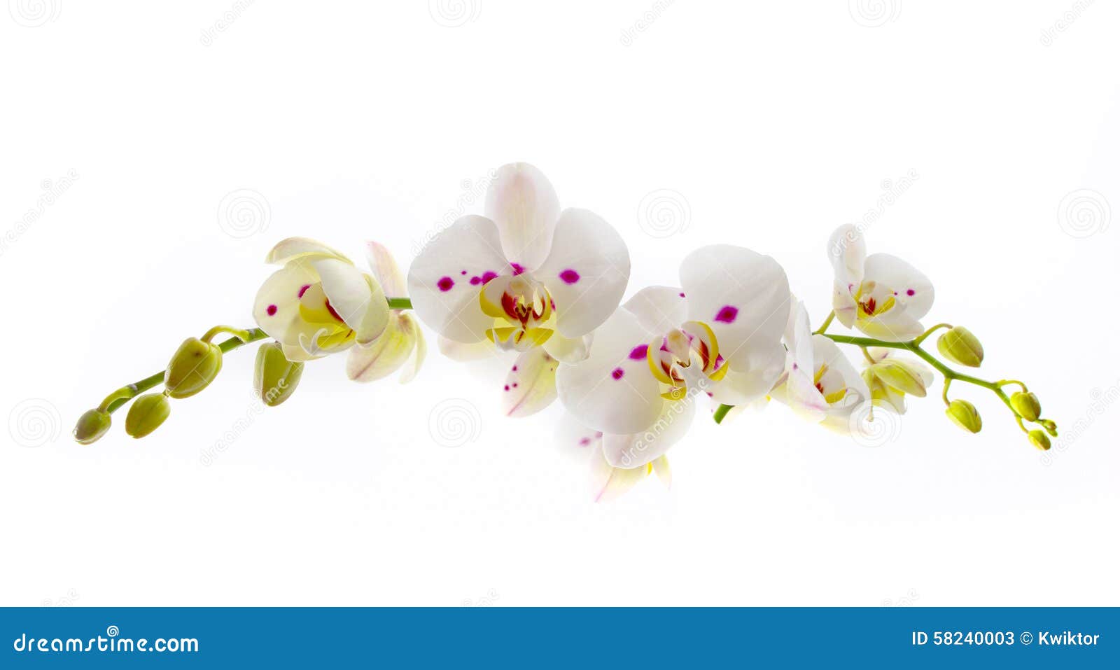 Beautiful White Orchid Flower Over White Background Stock Image Image of orchid, orchids 58240003