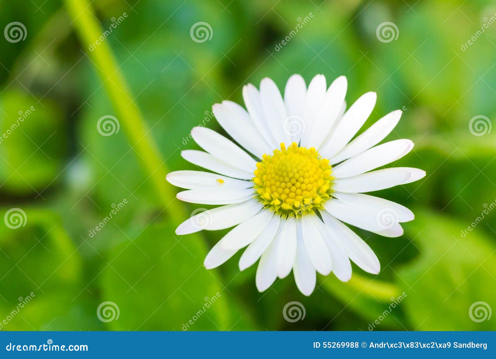 White Oxeye Daisy Flower Royalty-Free Stock Photo | CartoonDealer.com