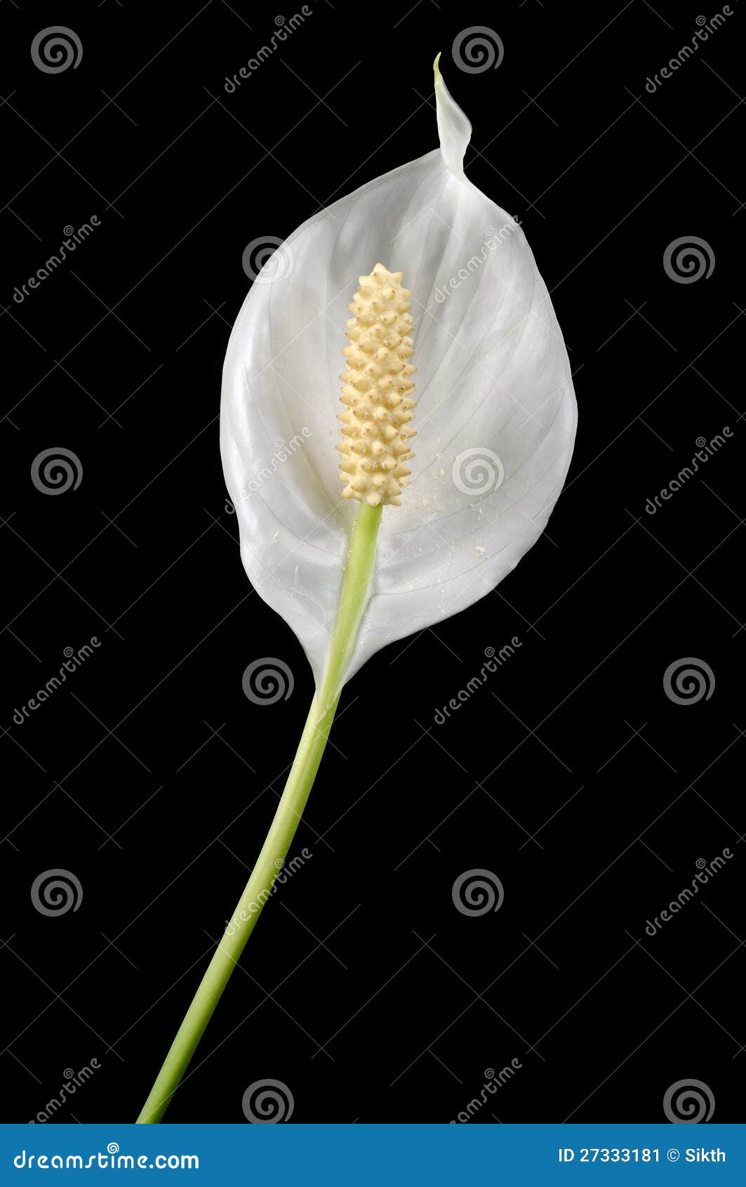 Beautiful White Peace Lily Flower on Black Stock Image Image of