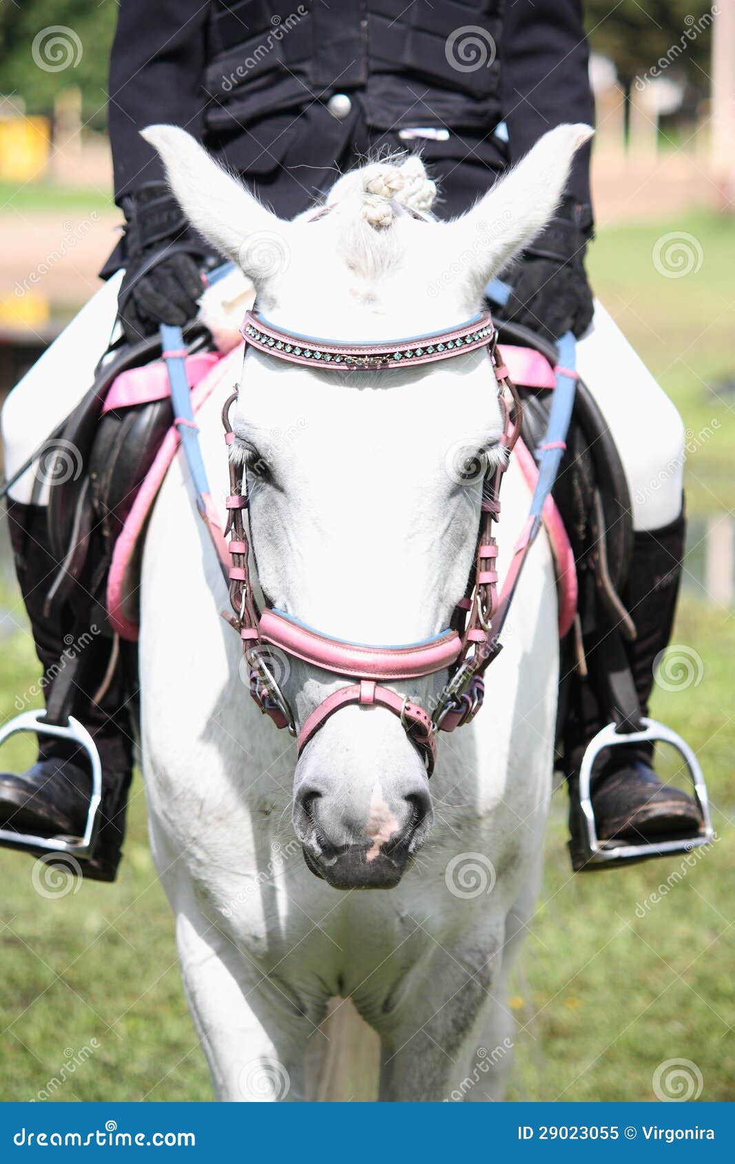 Beautiful White Pony with Pink Bridle Stock Image Image of equine