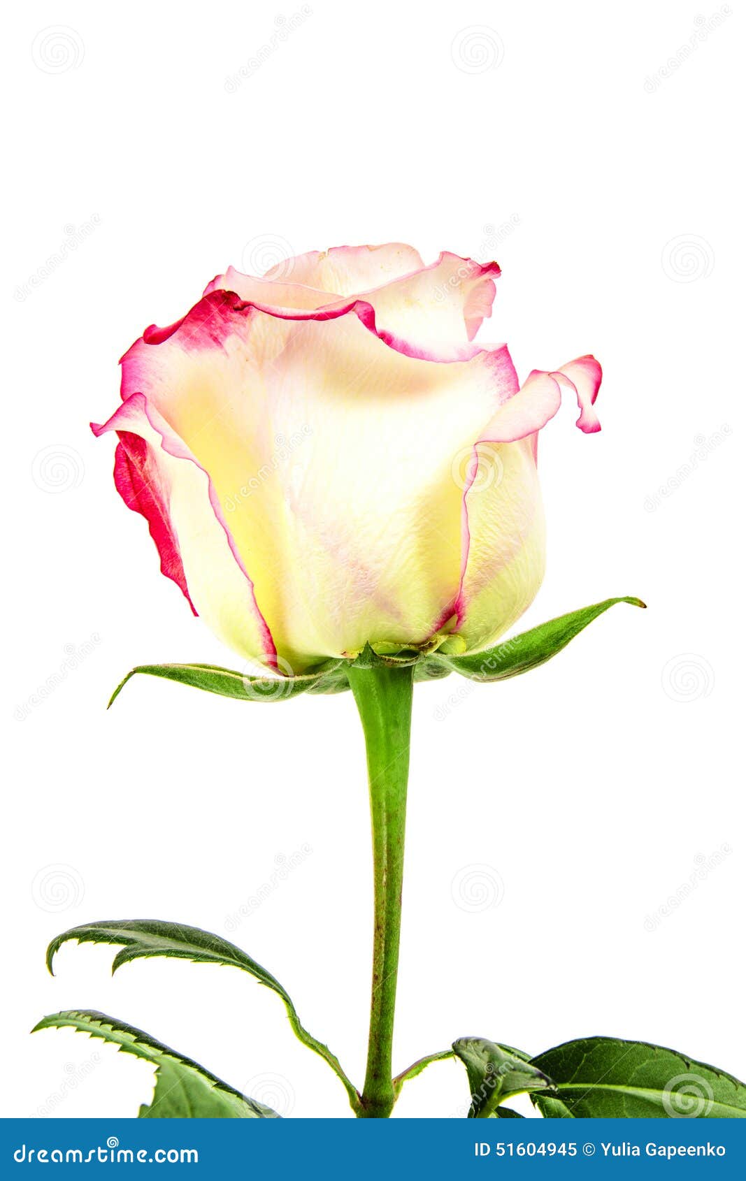 5,736 Rose Stems Stock Photos - Free & Royalty-Free Stock Photos from  Dreamstime