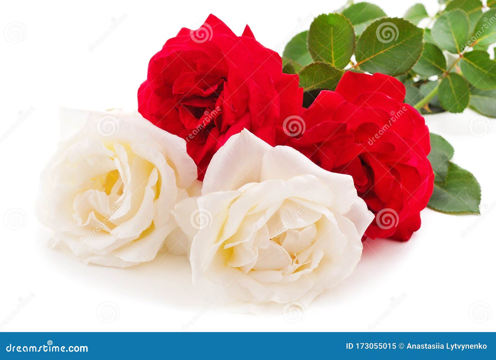 Beautiful White and Red Roses Stock Image - Image of bright ...