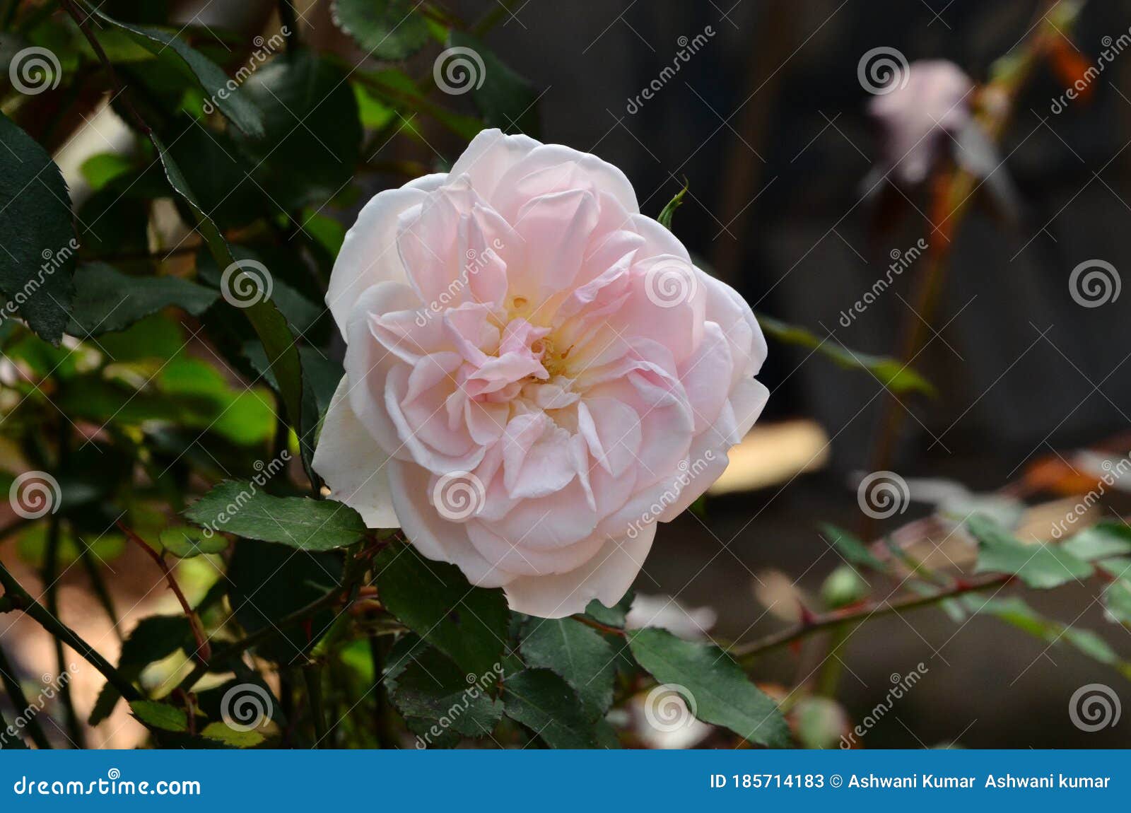Beautiful White Rose Flower in the Garden Stock Image Image of flower