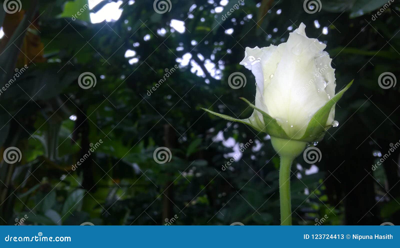 Nelum Kandyan Bridal Flower Bouquets