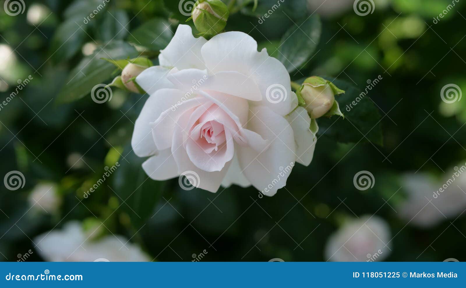Beautiful White Rose in Natural Light Stock Image Image of black