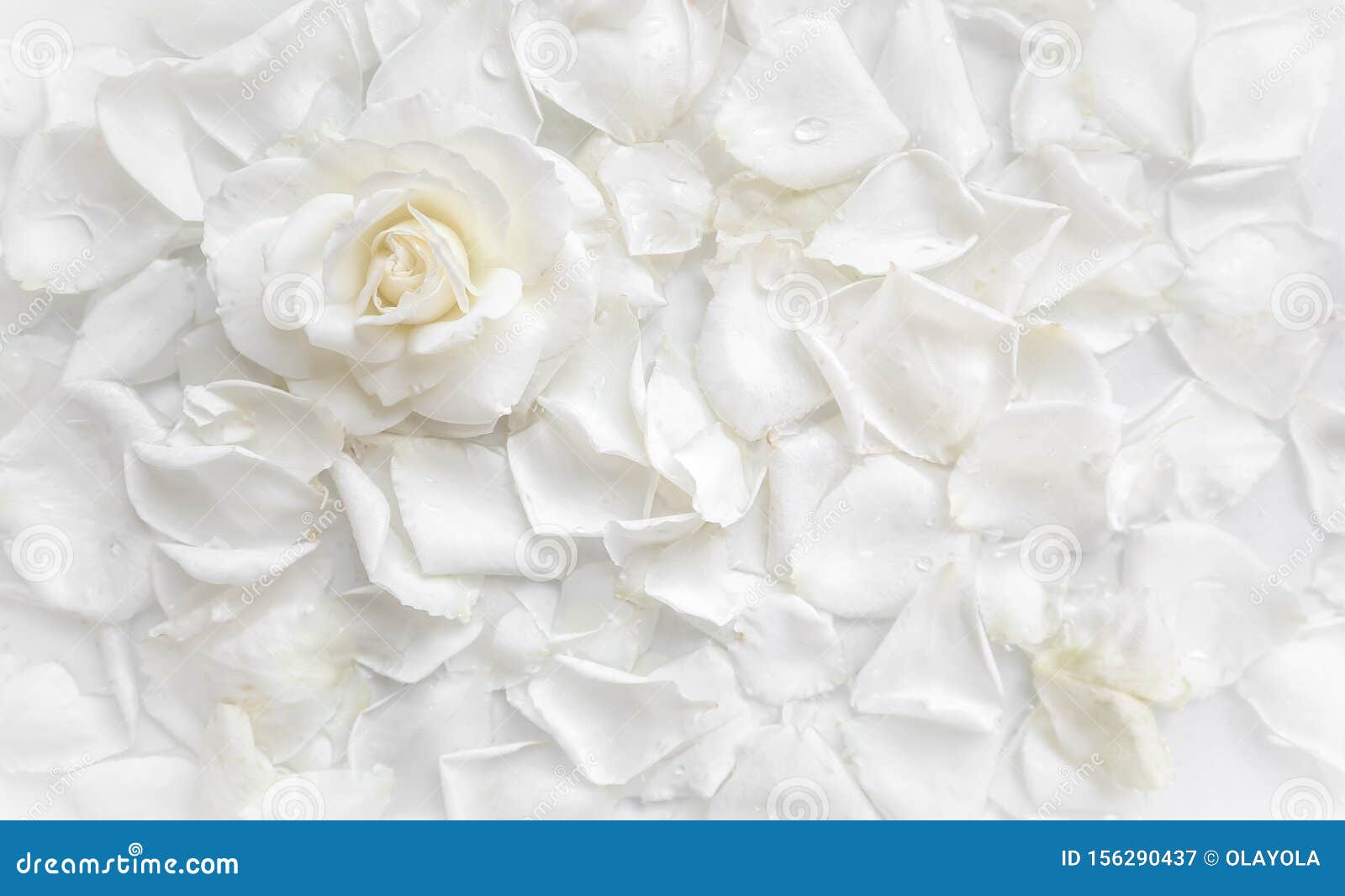 Beautiful White Rose and Petals on White Background. Ideal for Greeting  Cards for Wedding, Birthday, Valentine`s Day, Mother`s Day Stock Image -  Image of elegant, beauty: 156290437