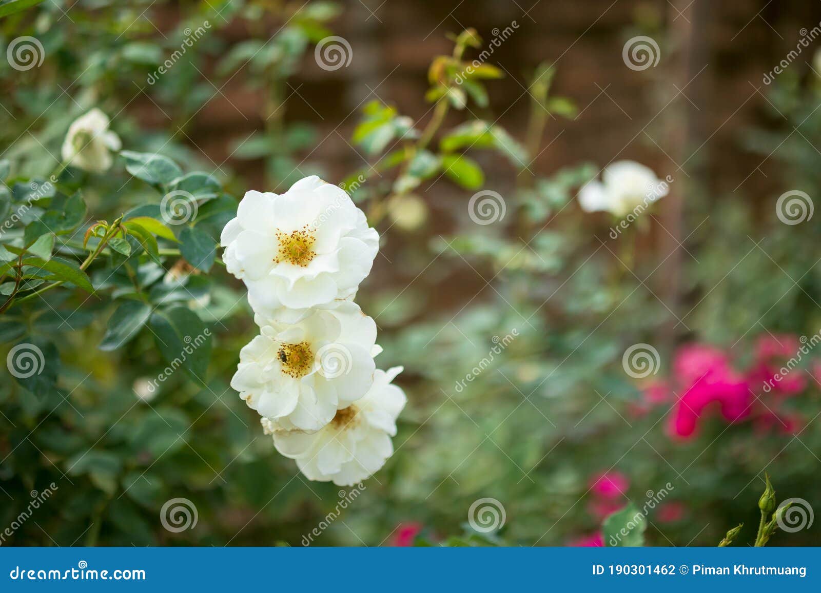 Beautiful White Roses Flower in the Garden Stock Photo Image of