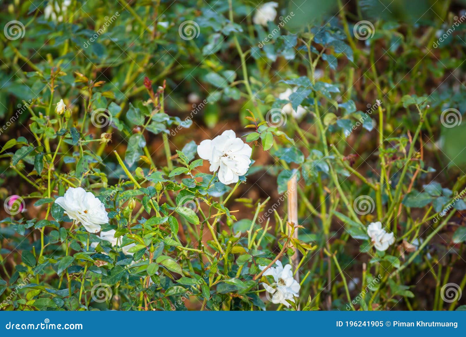 Beautiful White Roses Flower in the Garden Stock Image Image of