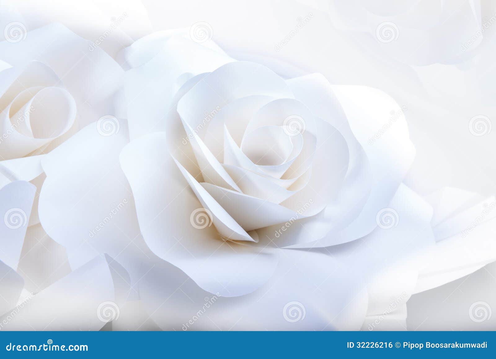 Beautiful White Roses on White Background. Stock Photo - Image of floral,  love: 32226216