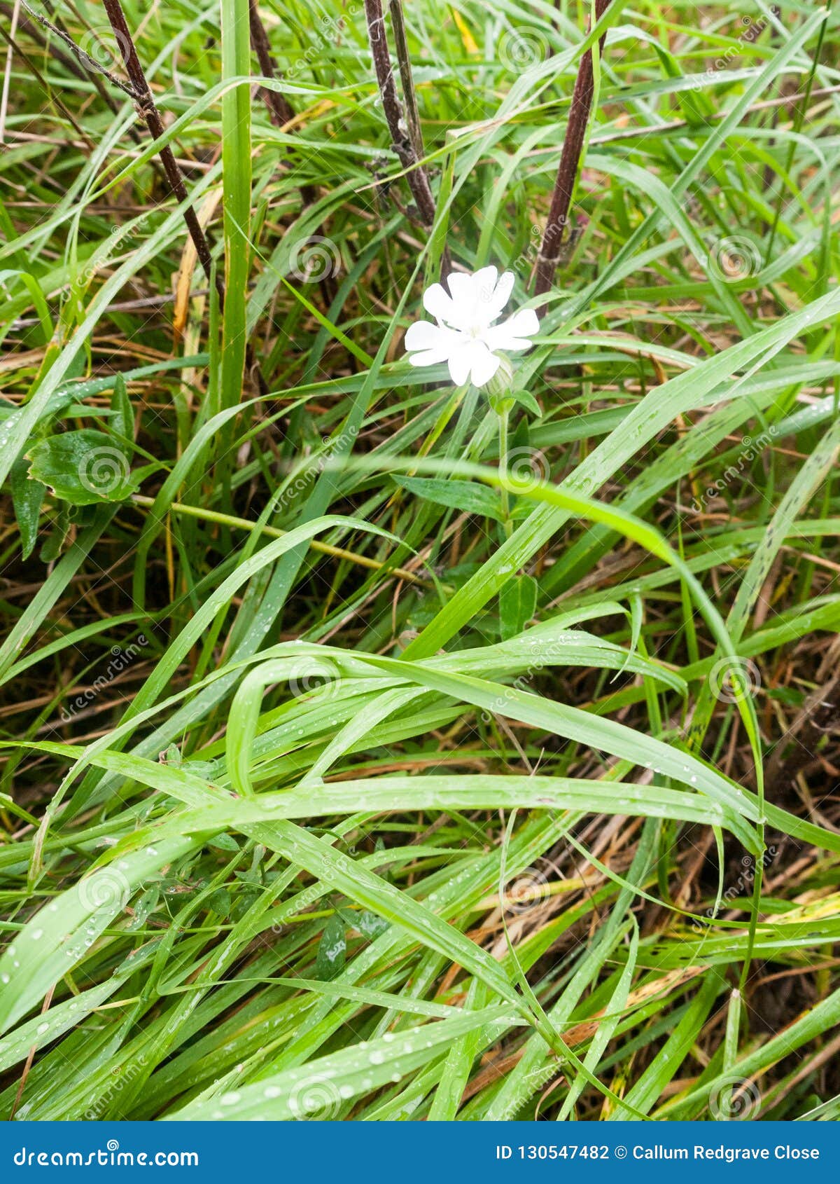 Grass Identification Chart Uk