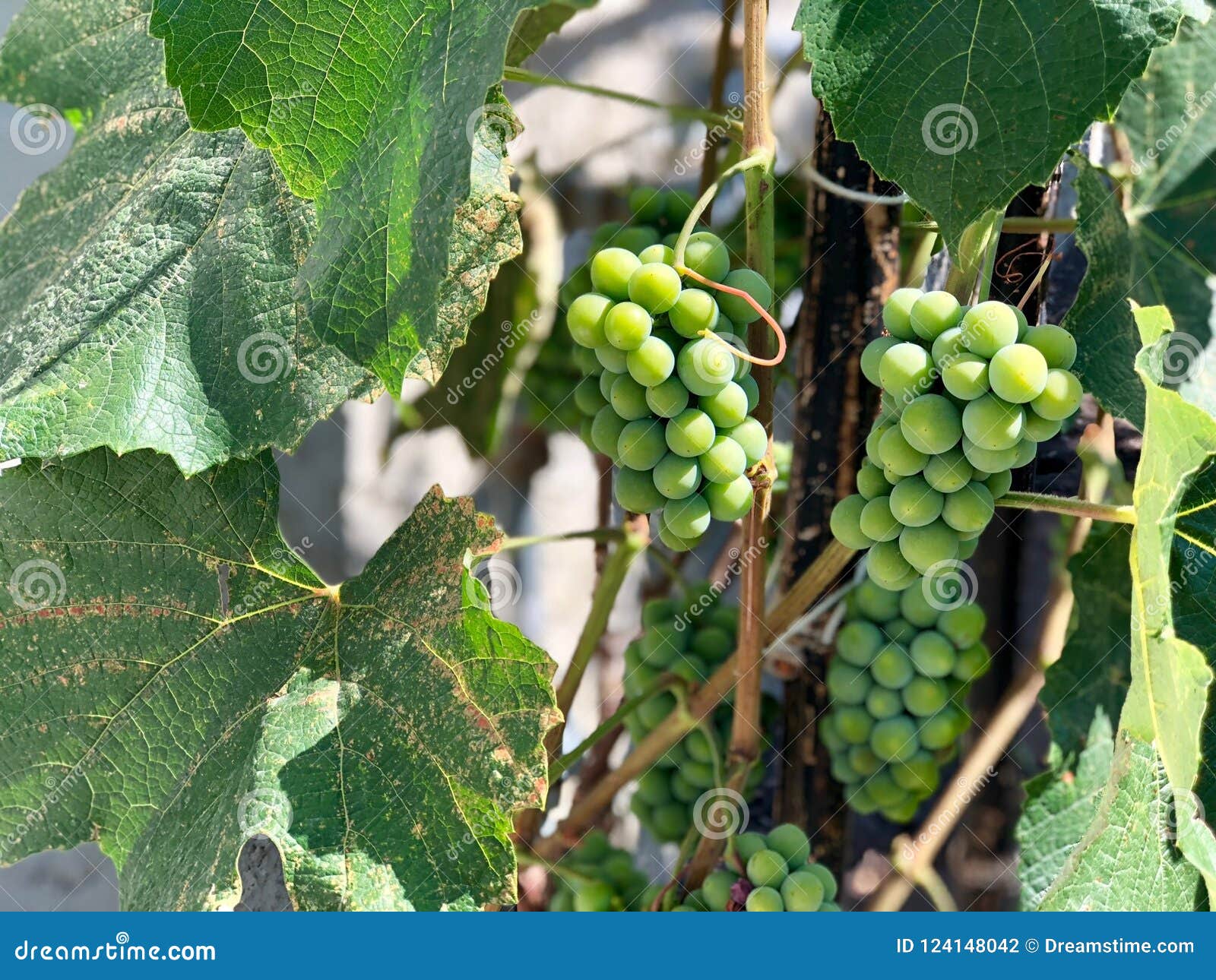 Beautiful White Table Grapes Stock Photo Image of wine, grapes 124148042