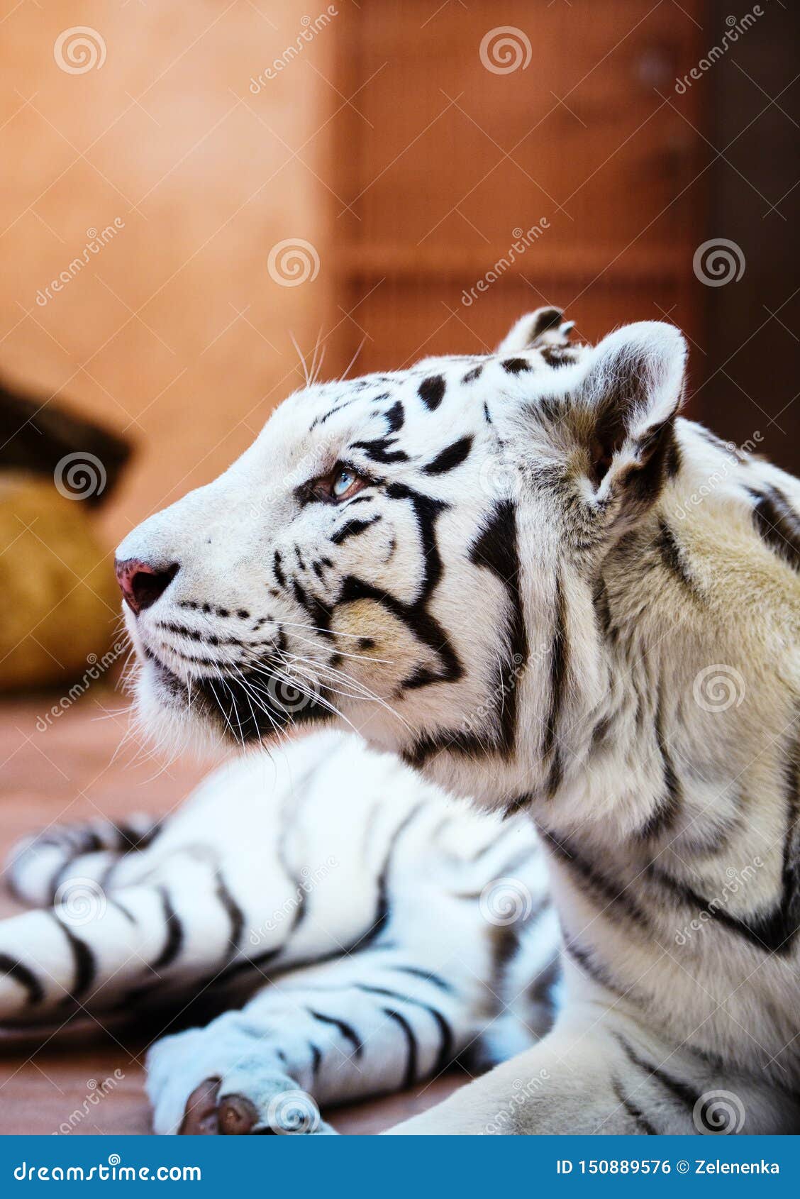 Beautiful White Tiger Portrait Stock Photo Image Of Tiger Tigris