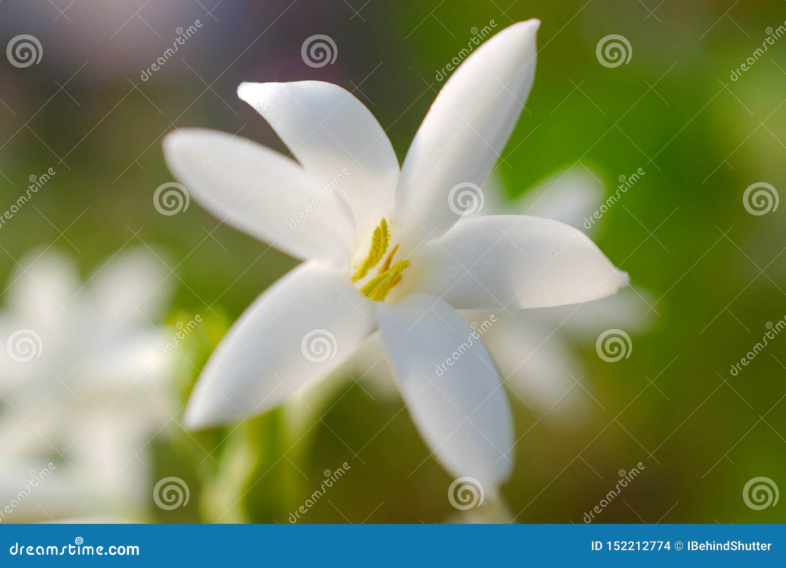 A Beautiful White Tuberose Captured in Macro Stock Photo - Image of ...