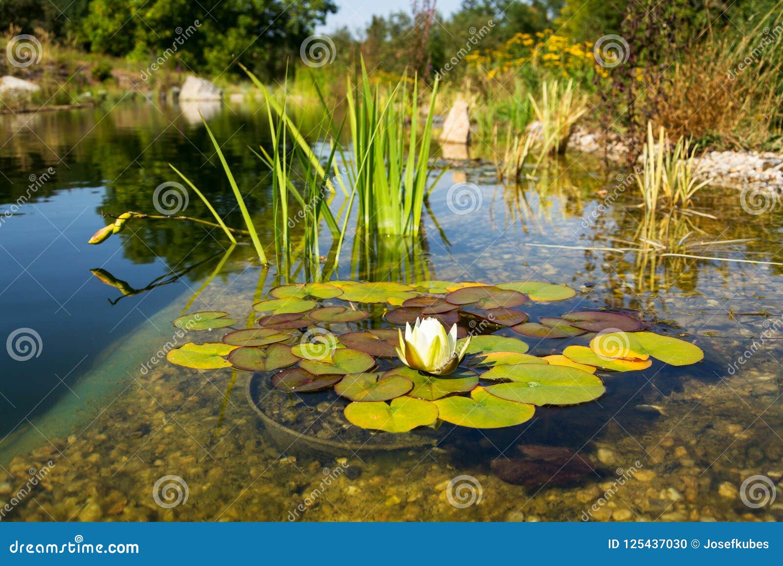 Meditating beauty lily love Meditating beauty lily love