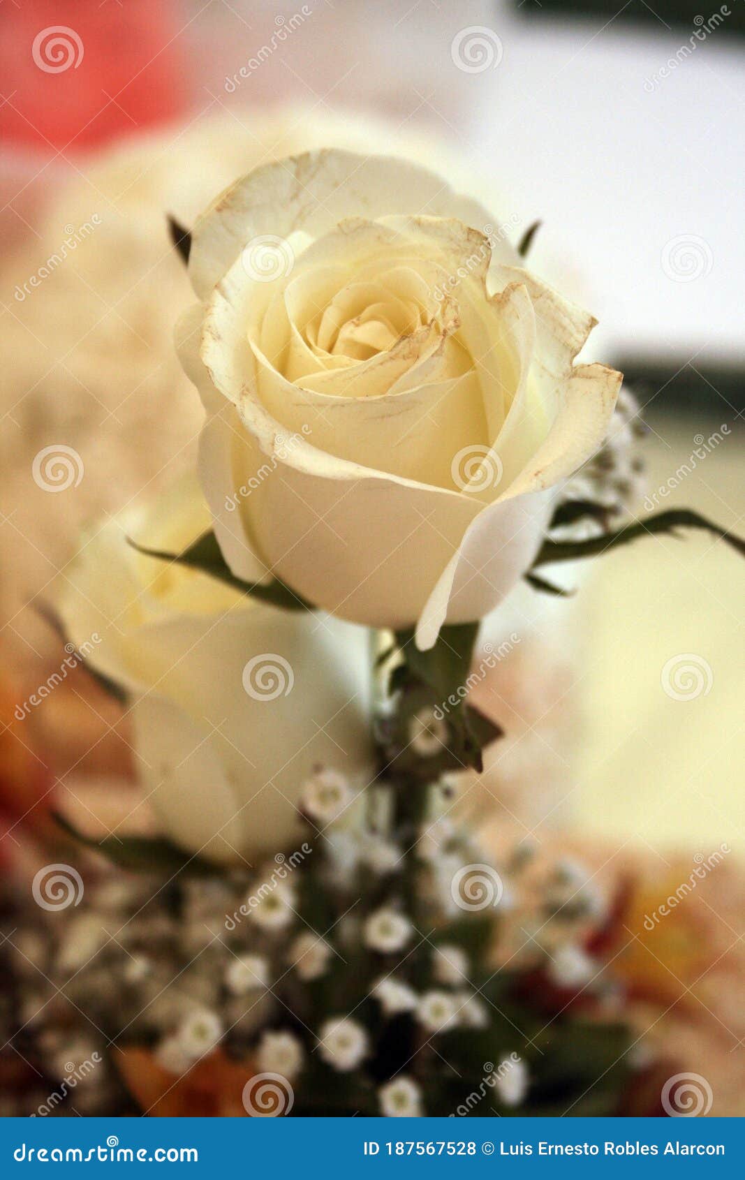 beautiful white wedding rose  romances decoration