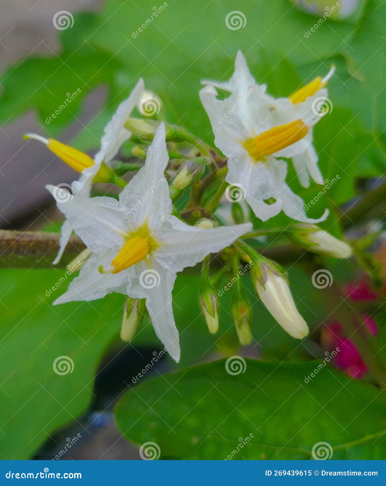 Beautiful White Yellow Eggplant Flower Stock Image Image of blossom