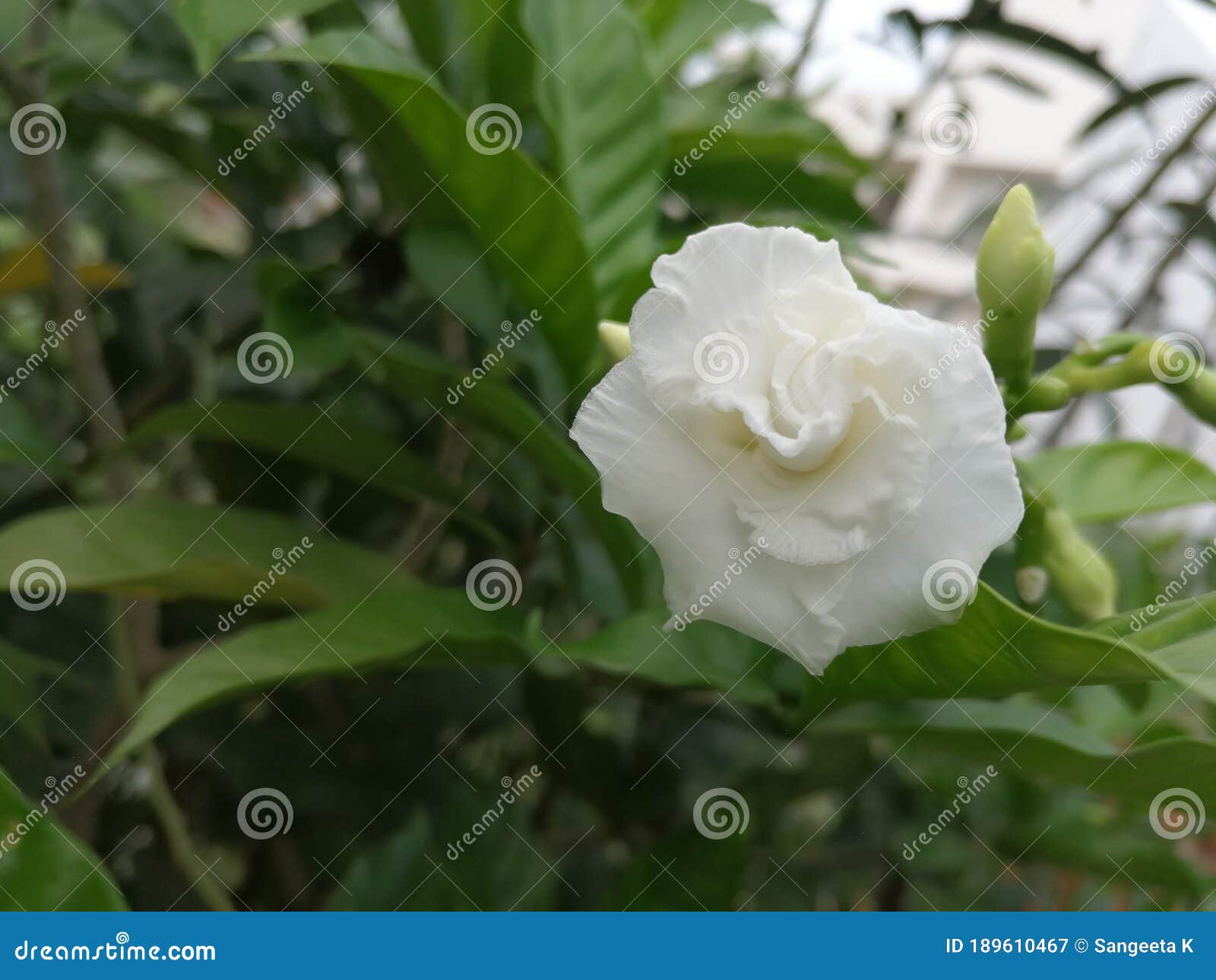 A Beautiful Whiteflower in the Garden Stock Image Image of leaves