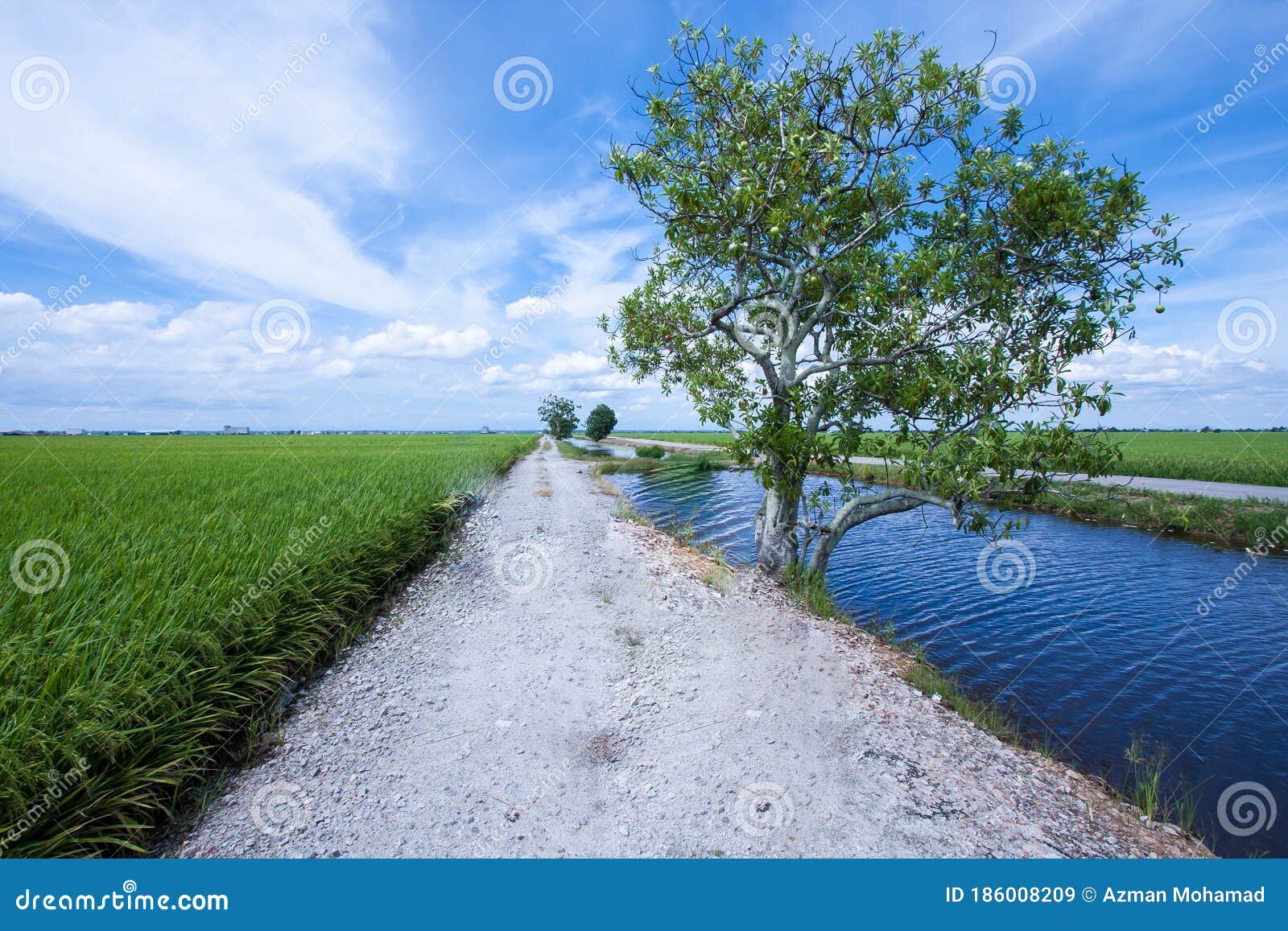 beautiful wide view green paddy field in the morning