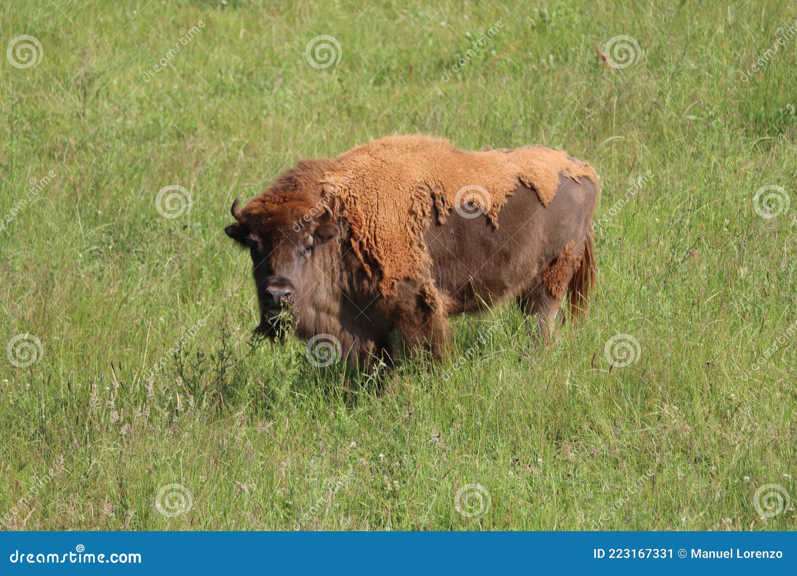 beautiful wild animal european bison zoo safari herbivore