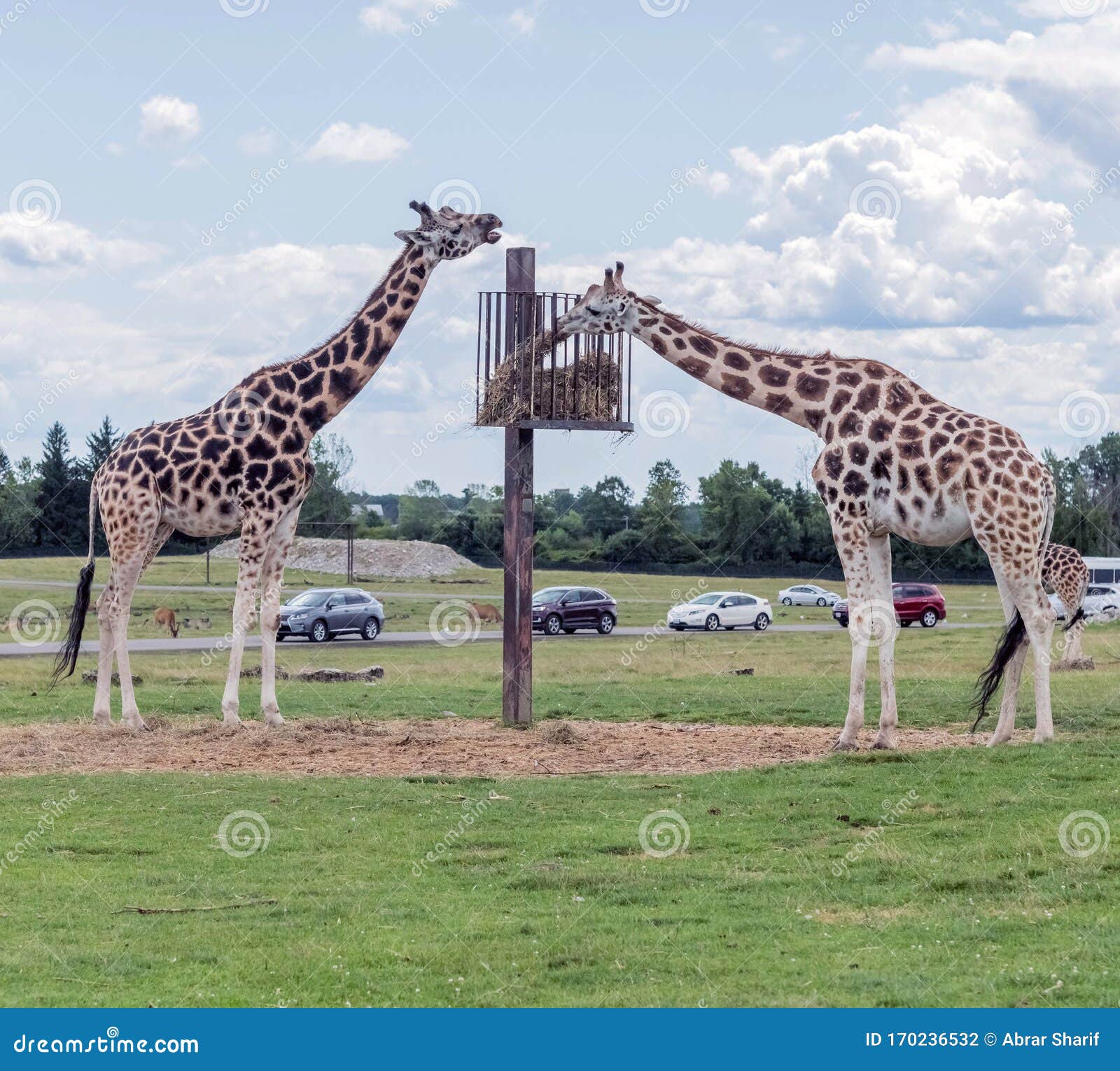 Wild Animal Giraffe in Hamilton Lion Safari in Ontario Canada Stock Photo - Image of ontario, national: 170236532 Wild Animal Giraffe in Hamilton Lion Safari in Ontario Canada Stock Photo - Image of ontario, national: 170236532