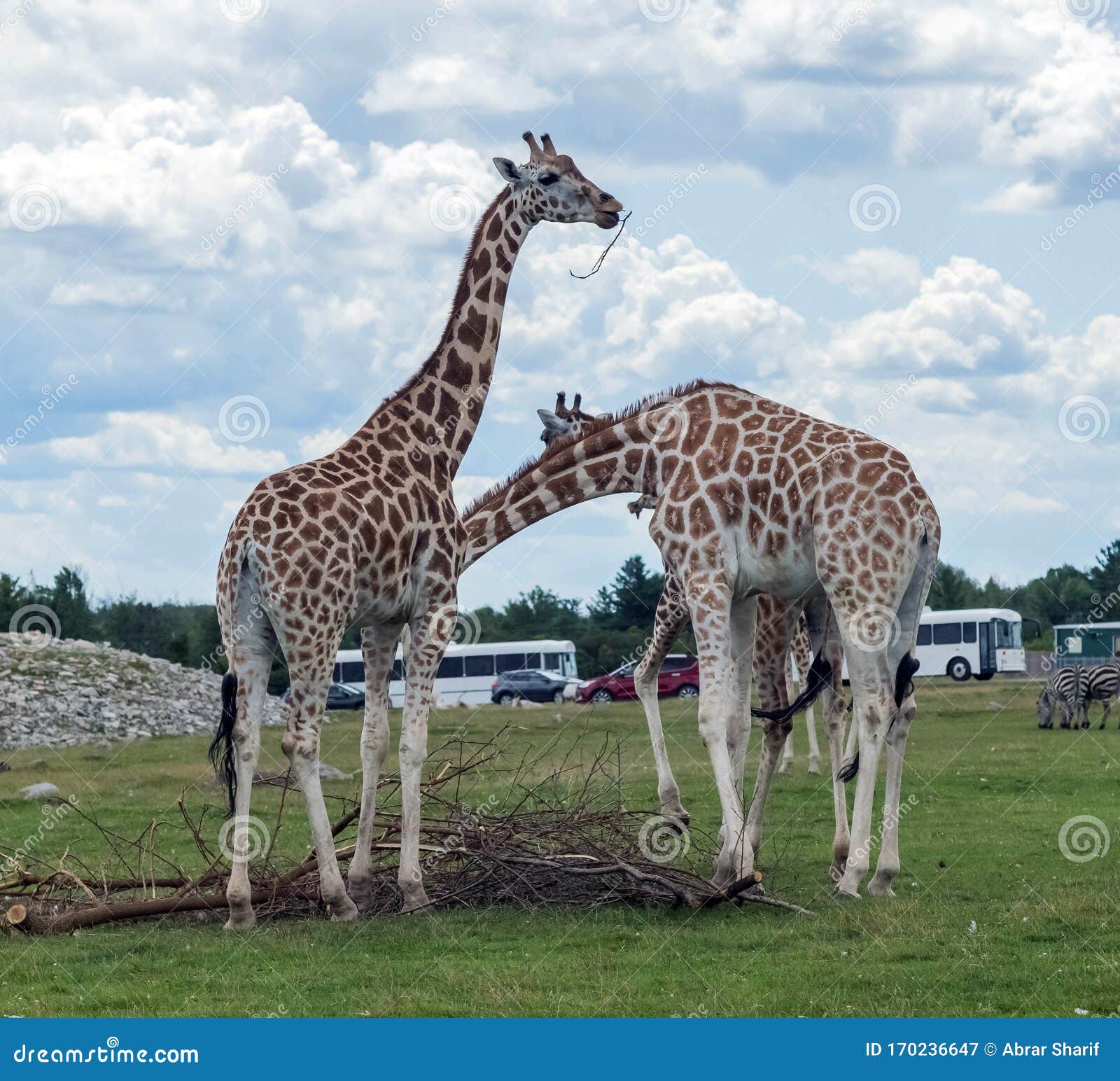 Wild Animal Giraffe in Hamilton Lion Safari in Ontario Canada Stock Image - Image of animals, park: 170236647 Wild Animal Giraffe in Hamilton Lion Safari in Ontario Canada Stock Image - Image of animals, park: 170236647