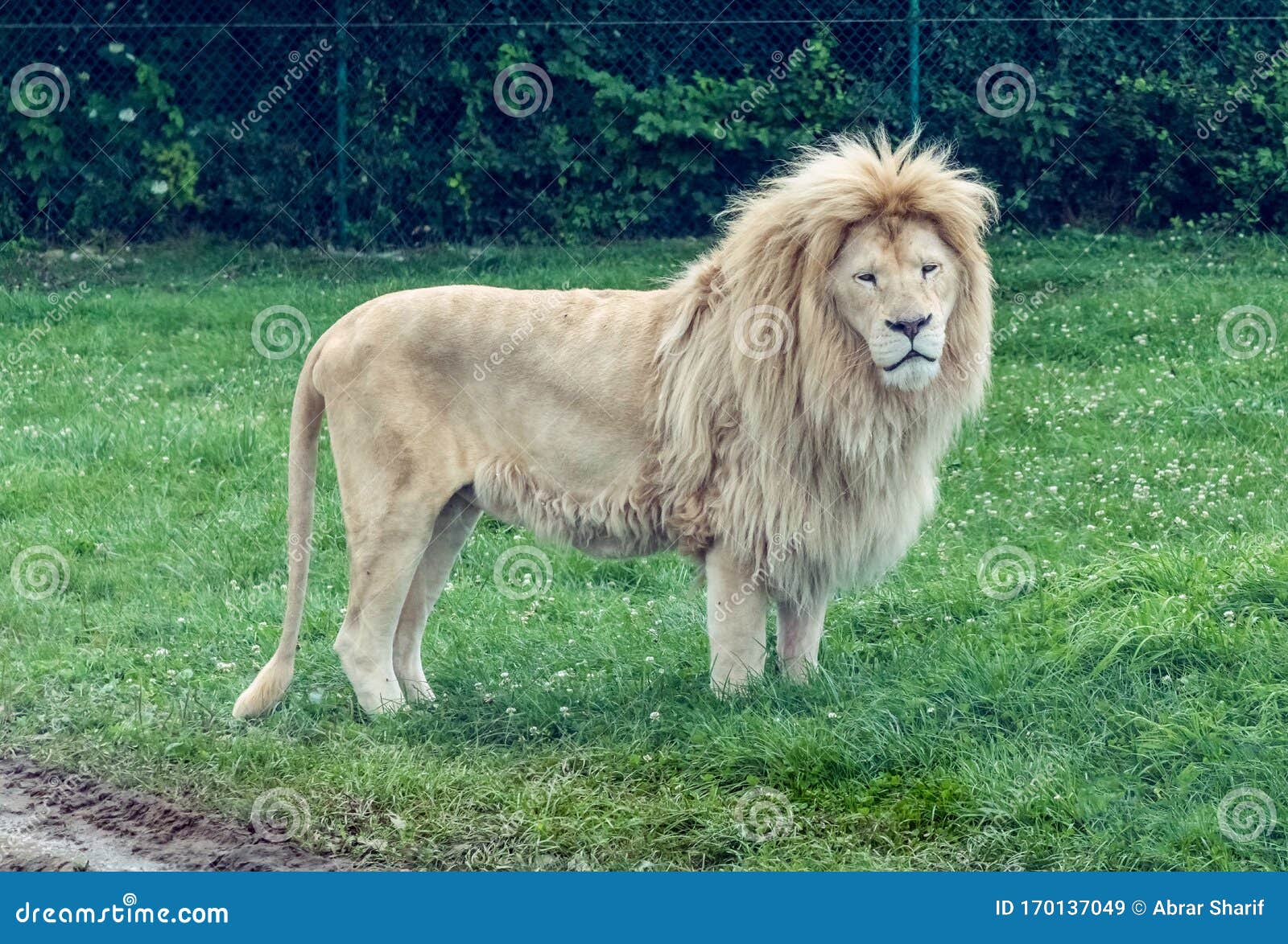 Wild Animal White African Lion in Hamilton Safari, Ontario, Canada ...