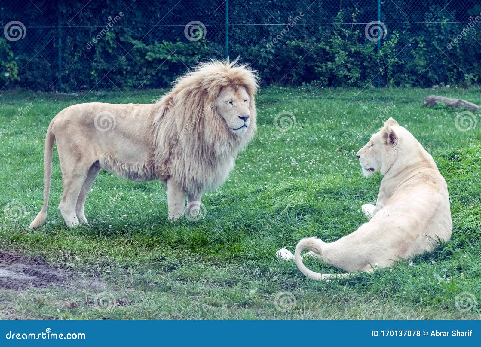 Wild Animal White African Lion in Hamilton Safari, Ontario, Canada Stock Photo - Image of face, background: 170137078 Wild Animal White African Lion in Hamilton Safari, Ontario, Canada Stock Photo - Image of face, background: 170137078